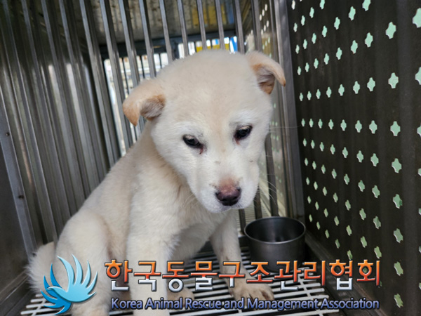 한국동물구조관리협회_441559202500076
